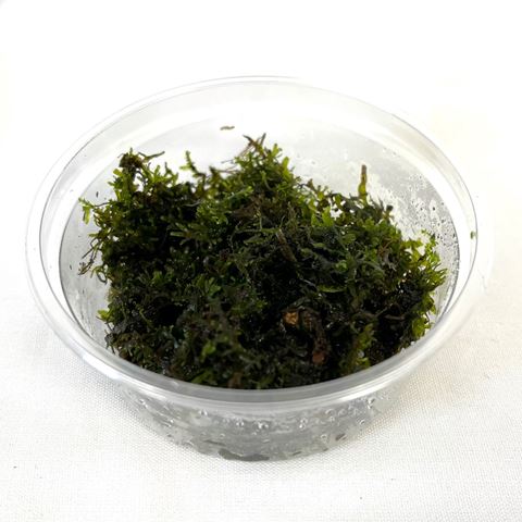 Riccardia chamedryfolia in cup 80 cc.